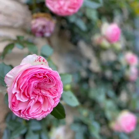 度假居 Domaine De Linars ☆ La Forge ☆ Le Truel