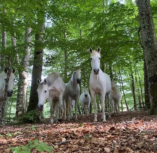 Casa de Férias Domaine De Linars ☆ La Forge ☆ *