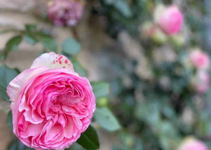 Casa de Férias Domaine De Linars ☆ La Forge ☆ Le Truel